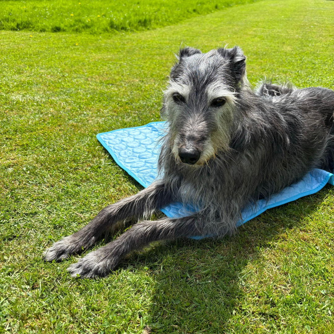 PawFrost Pad - Pet Comfort Pad